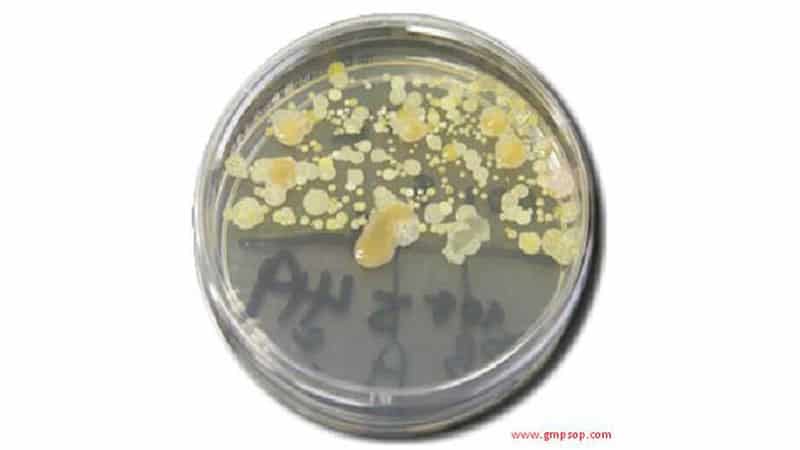 Microorganism-in-Culture-Plate
