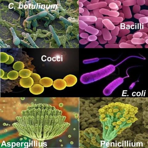Microorganisms Typically found in Production Area