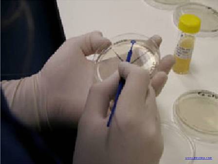 Microbiology Laboratory Techniques
